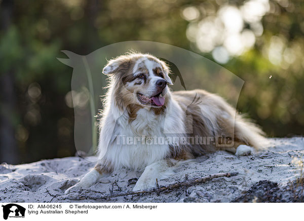 liegender Australian Shepherd / lying Australian Shepherd / AM-06245