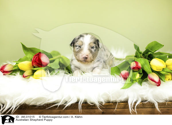 Australian Shepherd Welpe / Australian Shepherd Puppy / AK-01015