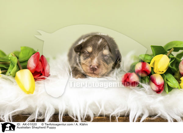 Australian Shepherd Welpe / Australian Shepherd Puppy / AK-01020