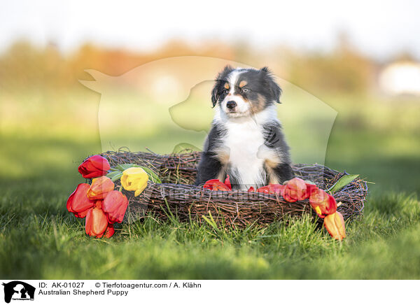 Australian Shepherd Welpe / Australian Shepherd Puppy / AK-01027