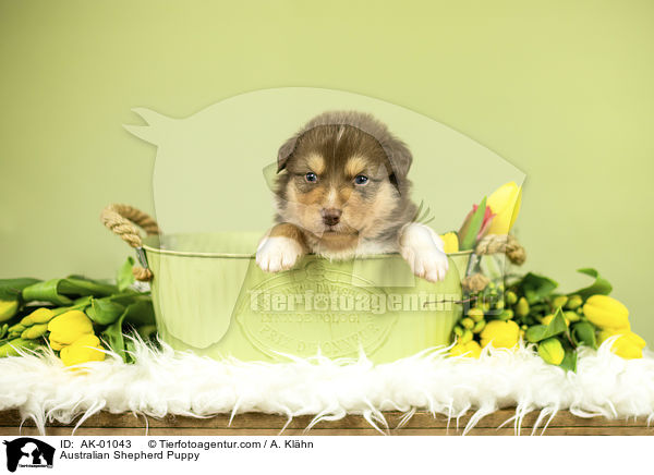 Australian Shepherd Welpe / Australian Shepherd Puppy / AK-01043