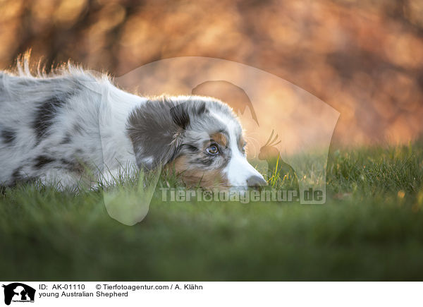 junger Australian Shepherd / young Australian Shepherd / AK-01110