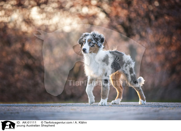 junger Australian Shepherd / young Australian Shepherd / AK-01111