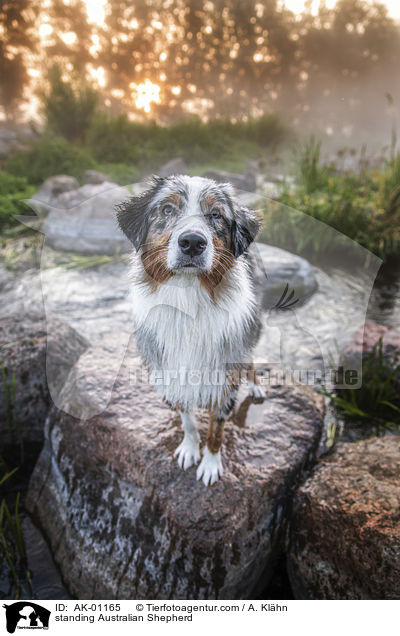 stehender Australian Shepherd / standing Australian Shepherd / AK-01165