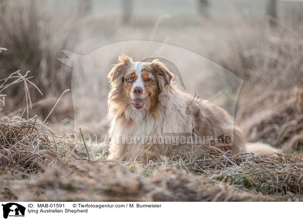 liegender Australian Shepherd / lying Australian Shepherd / MAB-01591