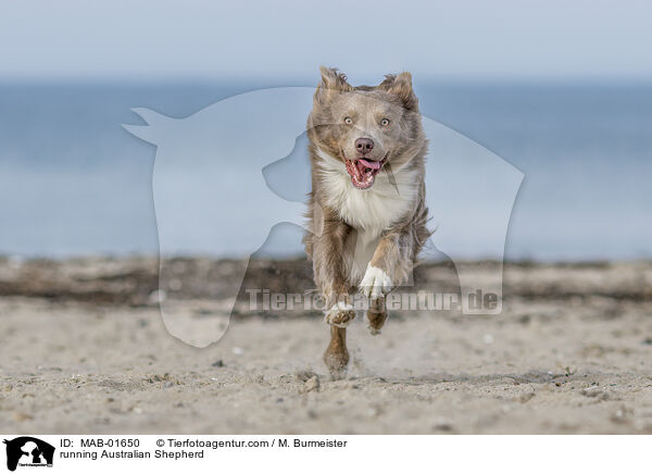 rennender Australian Shepherd / running Australian Shepherd / MAB-01650