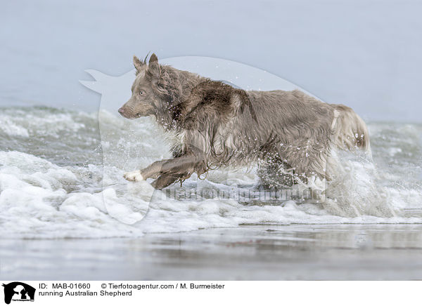 rennender Australian Shepherd / running Australian Shepherd / MAB-01660