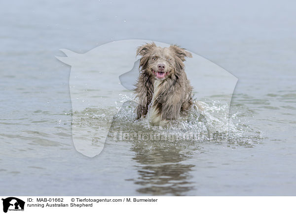 rennender Australian Shepherd / running Australian Shepherd / MAB-01662