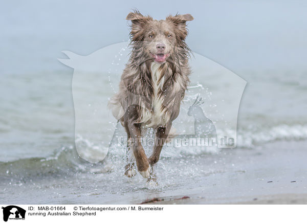 rennender Australian Shepherd / running Australian Shepherd / MAB-01664