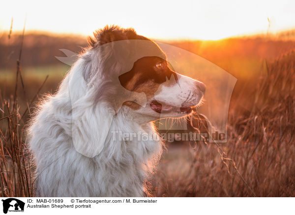 Australian Shepherd Portrait / Australian Shepherd portrait / MAB-01689