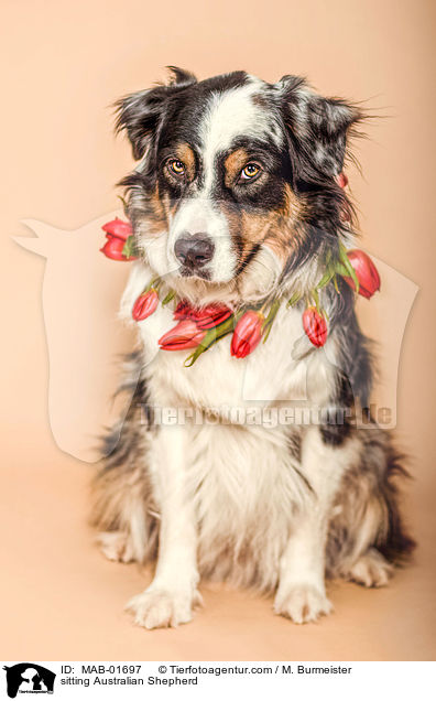 sitzender Australian Shepherd / sitting Australian Shepherd / MAB-01697