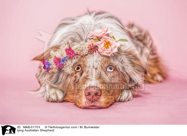 liegender Australian Shepherd / lying Australian Shepherd / MAB-01703