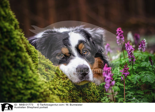 Australian Shepherd Portrait / Australian Shepherd portrait / MAB-01773