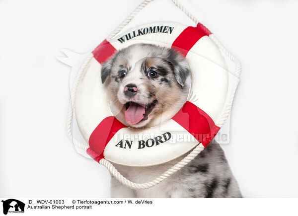 Australian Shepherd Portrait / Australian Shepherd portrait / WDV-01003