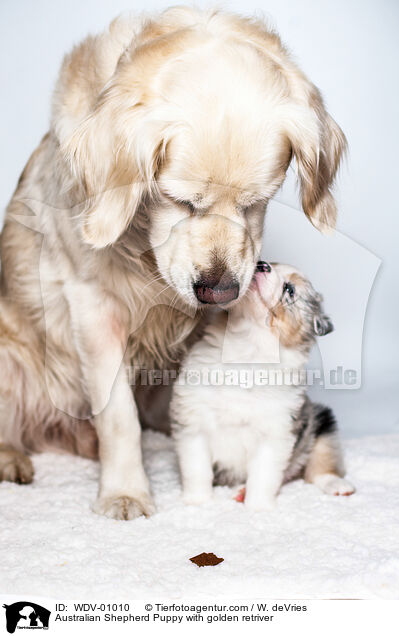 Australian Shepherd Welpe mit Golden Retriver / Australian Shepherd Puppy with golden retriver / WDV-01010