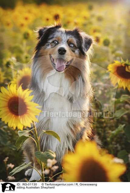 sitting Australian Shepherd / RG-01130