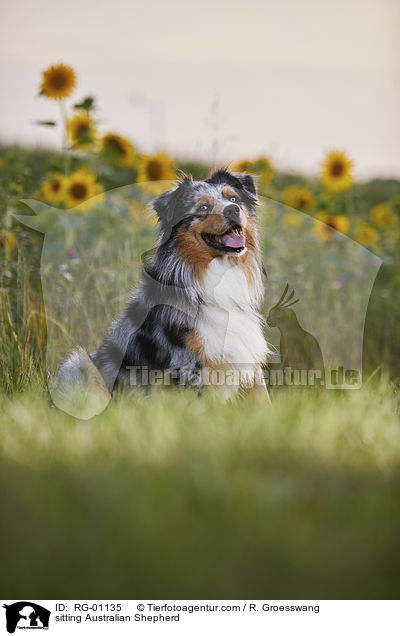 sitzender Australian Shepherd / sitting Australian Shepherd / RG-01135