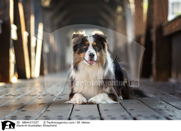 black-tri Australian Shepherd / black-tri Australian Shepherd / MAH-01027