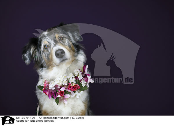 Australian Shepherd Portrait / Australian Shepherd portrait / SE-01120