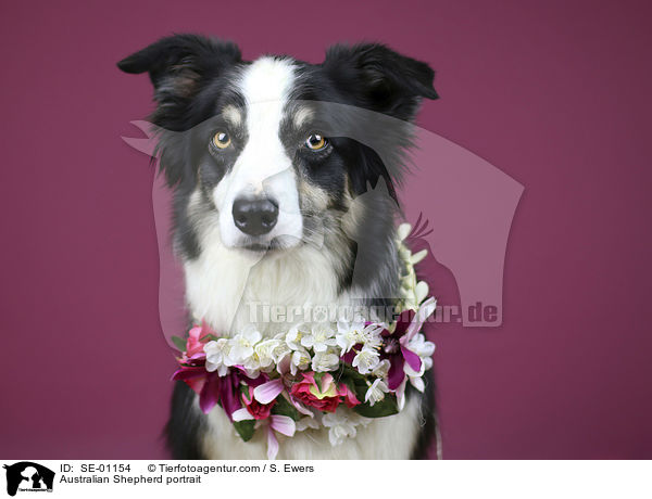 Australian Shepherd Portrait / Australian Shepherd portrait / SE-01154