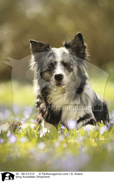 liegender Australian Shepherd / lying Australian Shepherd / SE-01212