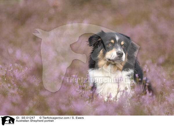 Australian Shepherd Portrait / Australian Shepherd portrait / SE-01247