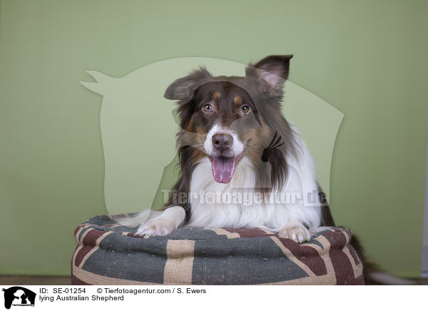 liegender Australian Shepherd / lying Australian Shepherd / SE-01254