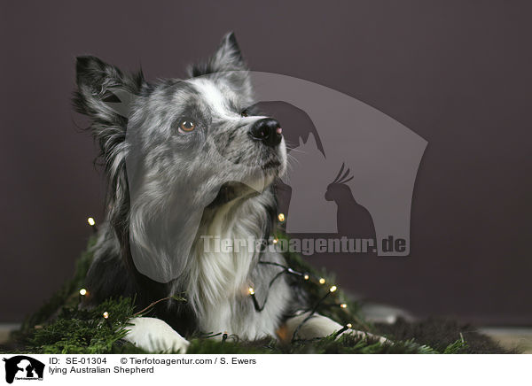 liegender Australian Shepherd / lying Australian Shepherd / SE-01304