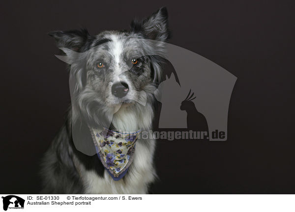 Australian Shepherd Portrait / Australian Shepherd portrait / SE-01330