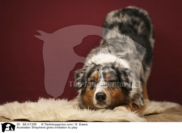 Australian Shepherd macht Spielaufforderung / Australian Shepherd gives invitation to play / SE-01356