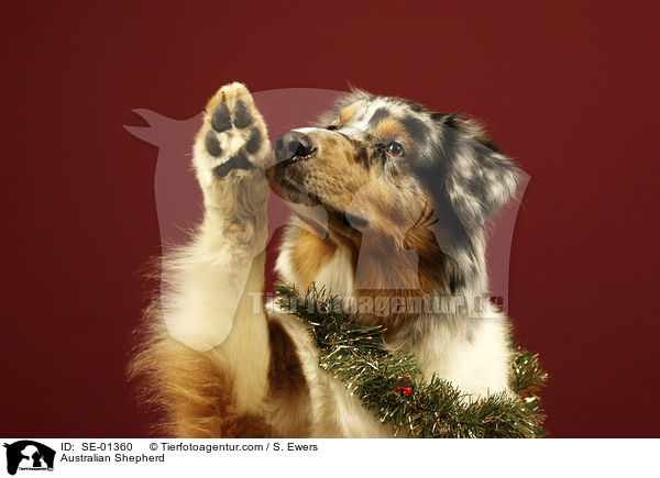 Australian Shepherd / Australian Shepherd / SE-01360