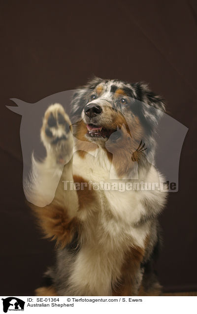 Australian Shepherd / Australian Shepherd / SE-01364