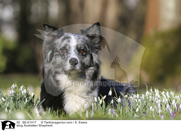 liegender Australian Shepherd / lying Australian Shepherd / SE-01417