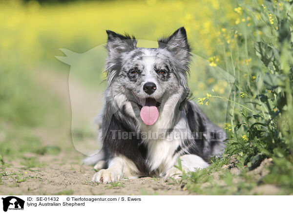 liegender Australian Shepherd / lying Australian Shepherd / SE-01432