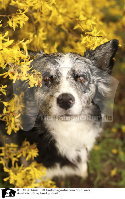 Australian Shepherd Portrait / Australian Shepherd portrait / SE-01444