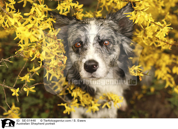 Australian Shepherd Portrait / Australian Shepherd portrait / SE-01446