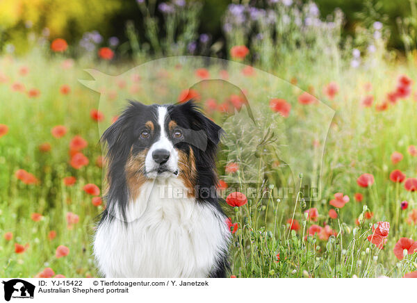 Australian Shepherd Portrait / Australian Shepherd portrait / YJ-15422