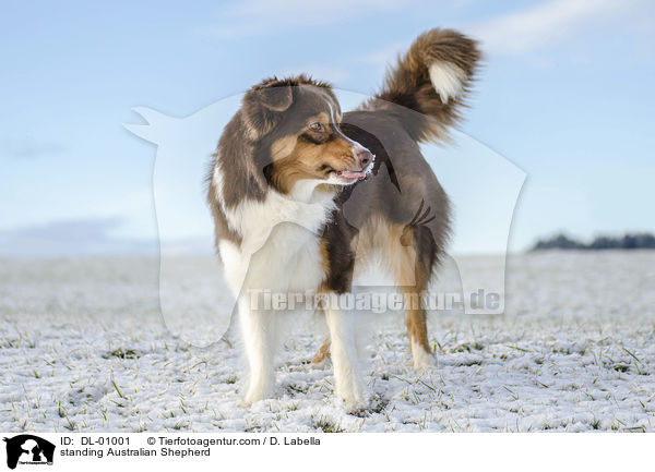 stehender Australian Shepherd / standing Australian Shepherd / DL-01001