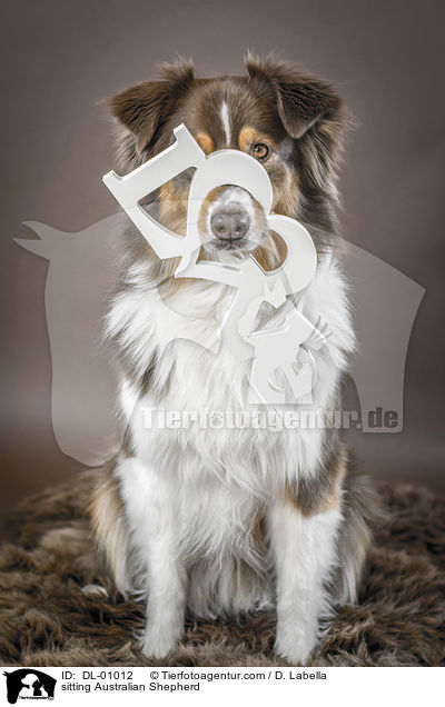 sitzender Australian Shepherd / sitting Australian Shepherd / DL-01012