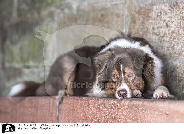 liegender Australian Shepherd / lying Australian Shepherd / DL-01019