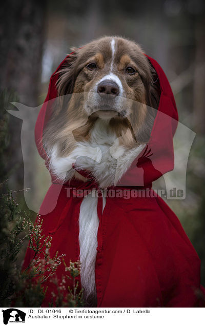 Australian Shepherd im Kostm / Australian Shepherd in costume / DL-01046