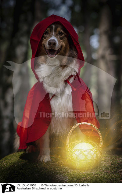 Australian Shepherd im Kostm / Australian Shepherd in costume / DL-01053