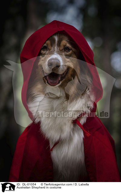 Australian Shepherd im Kostm / Australian Shepherd in costume / DL-01054