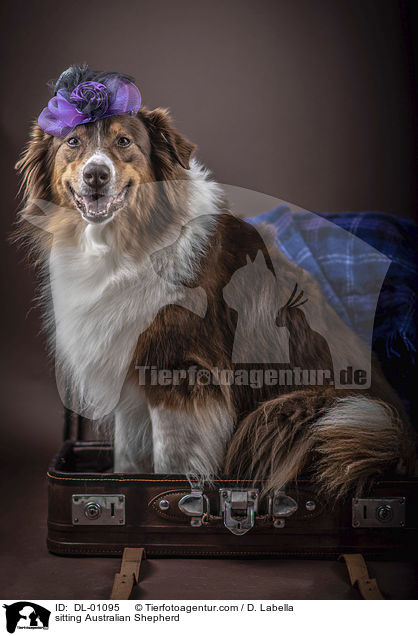 sitzender Australian Shepherd / sitting Australian Shepherd / DL-01095