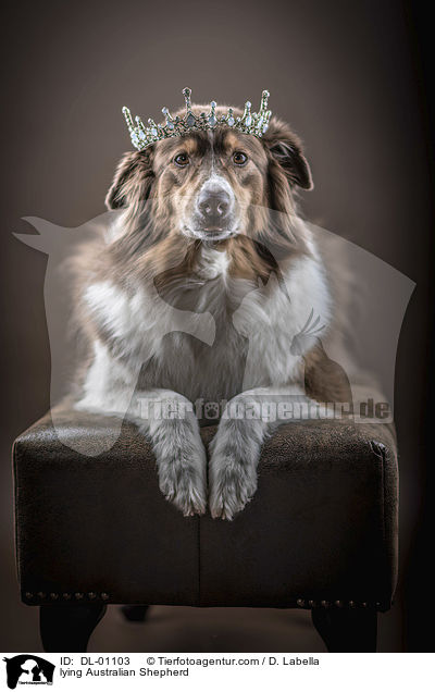 liegender Australian Shepherd / lying Australian Shepherd / DL-01103