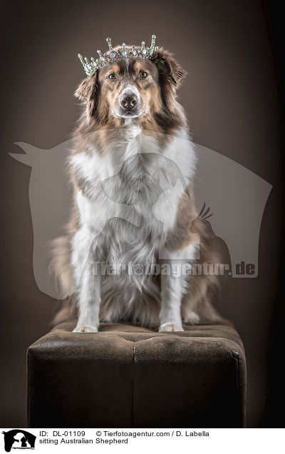 sitzender Australian Shepherd / sitting Australian Shepherd / DL-01109