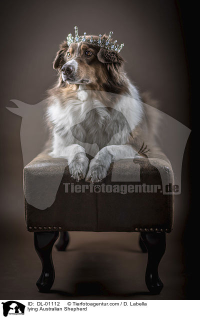 liegender Australian Shepherd / lying Australian Shepherd / DL-01112