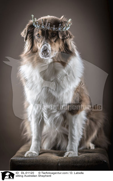 sitzender Australian Shepherd / sitting Australian Shepherd / DL-01120