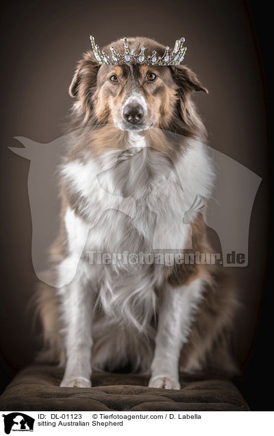 sitzender Australian Shepherd / sitting Australian Shepherd / DL-01123