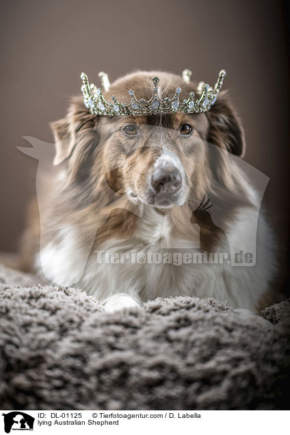 liegender Australian Shepherd / lying Australian Shepherd / DL-01125